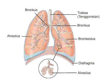 Hasil gambar untuk STRUKTUR sistem ekskresi pada manusia paru